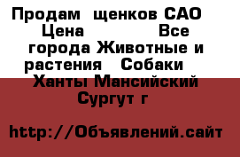 Продам ,щенков САО. › Цена ­ 30 000 - Все города Животные и растения » Собаки   . Ханты-Мансийский,Сургут г.